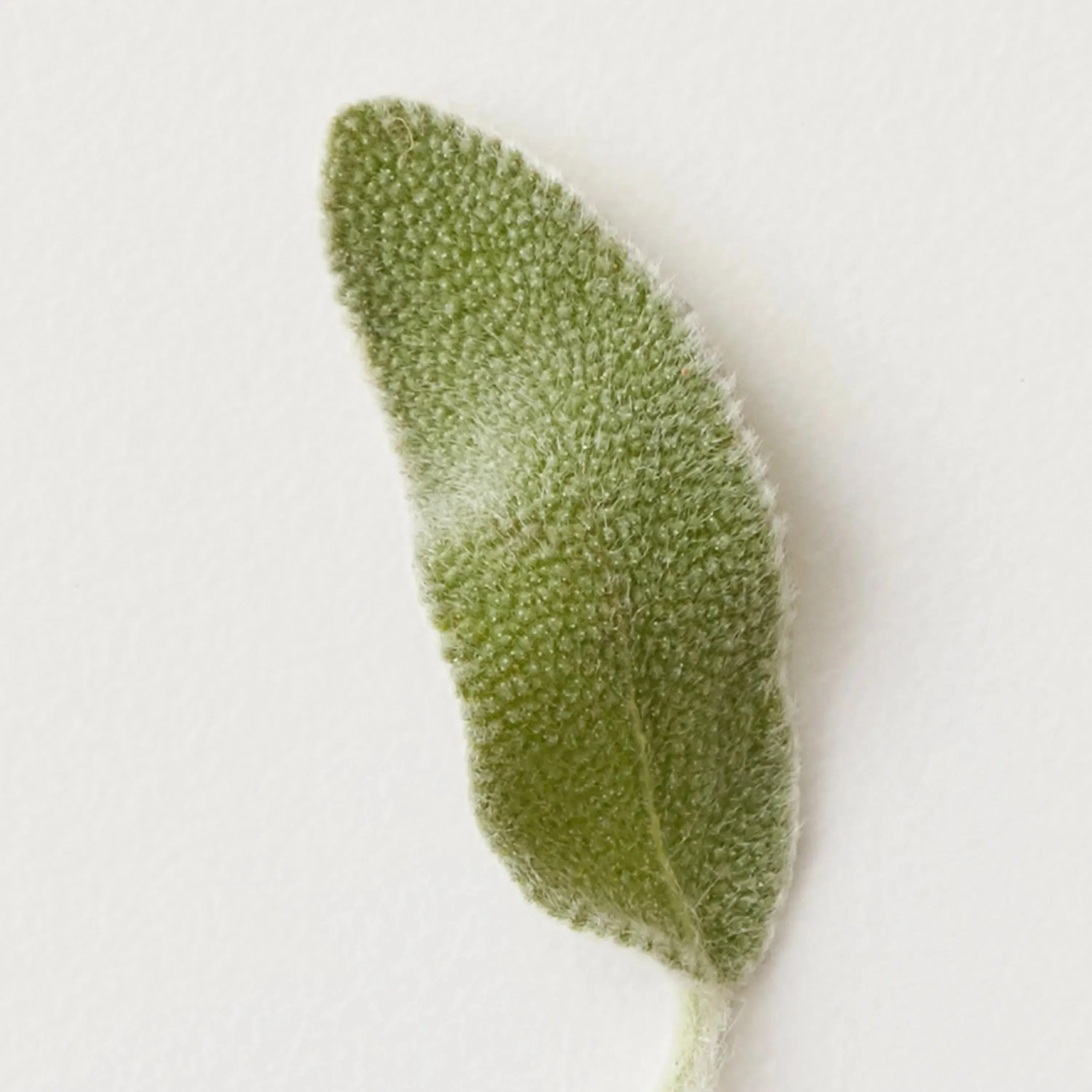Conditioning Mist Detangling Spray - Image 5