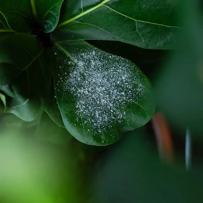 Texture Powder - Image 3
